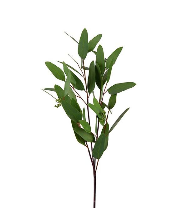 Hovedbilde Eucalyptus 80 cm
