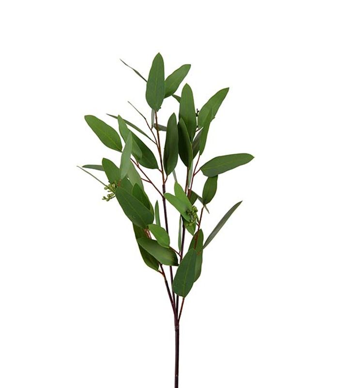Eucalyptus 80 cm