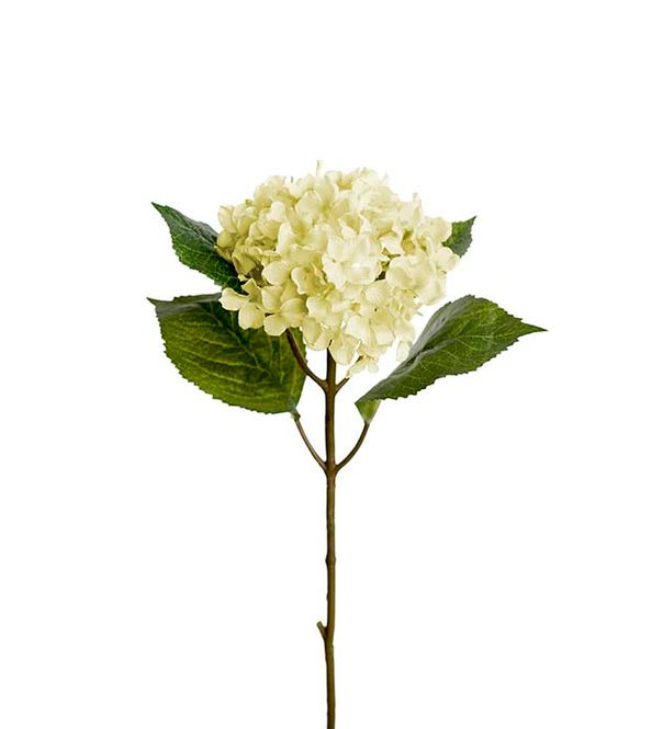 Hovedbilde Hortensia 40 cm (hvit)