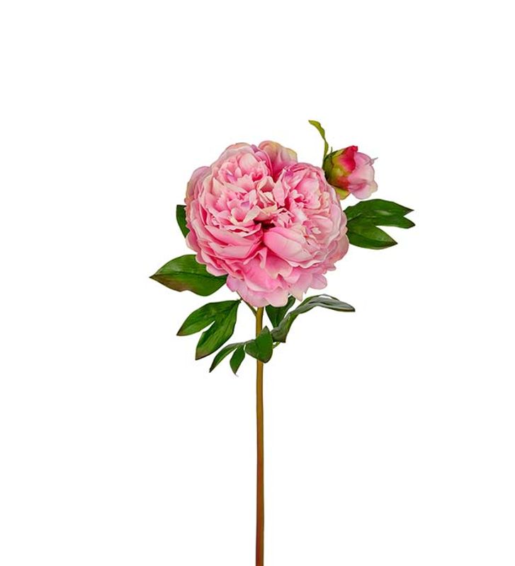 Peon 65 cm (rosa)
